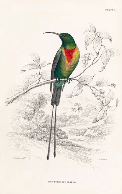 Red-breasted Sunbird — Birds Plate 14 Print. poster print