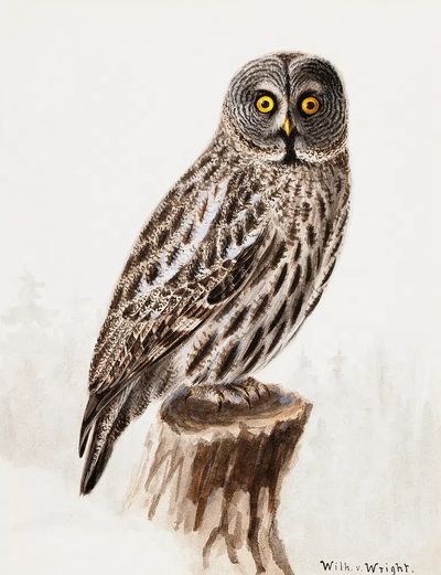 Great grey owl, 1830 - 1870, Wilhelm von Wright — Art Print. poster print