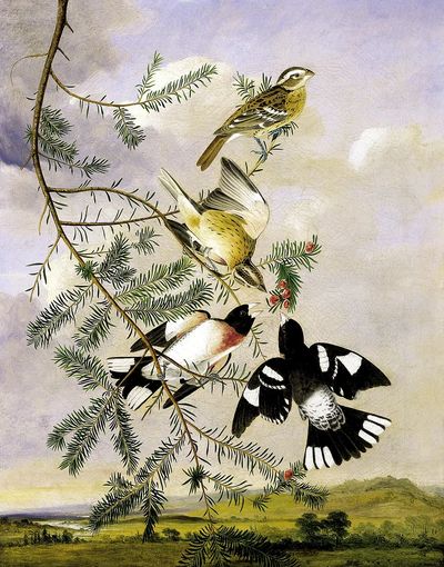 Rose-Breasted Grosbeak by Joseph Bartholomew Kidd — Art Print. poster print