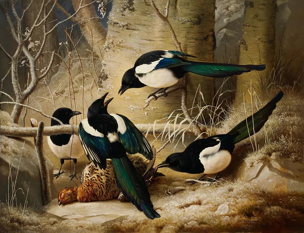 Magpies round dead female capercaillie. poster detail