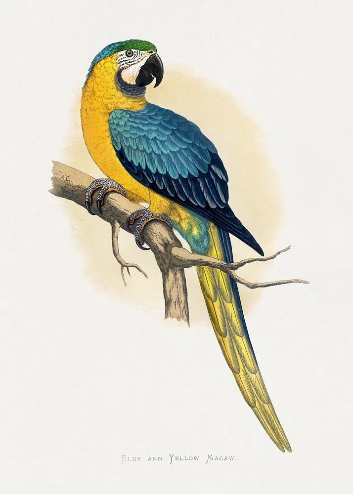 Blue Yellow Macaw by Alexander Francis Lydon — Print. poster — animals art