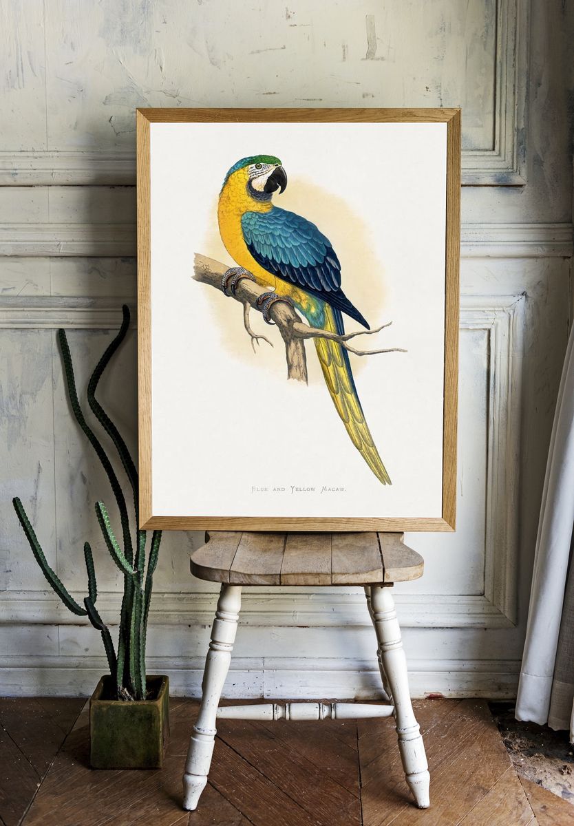 Blue Yellow Macaw by Alexander Francis Lydon — Print. — room view 1
