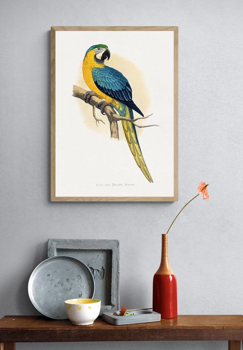 Blue Yellow Macaw by Alexander Francis Lydon — Print. — room view 3