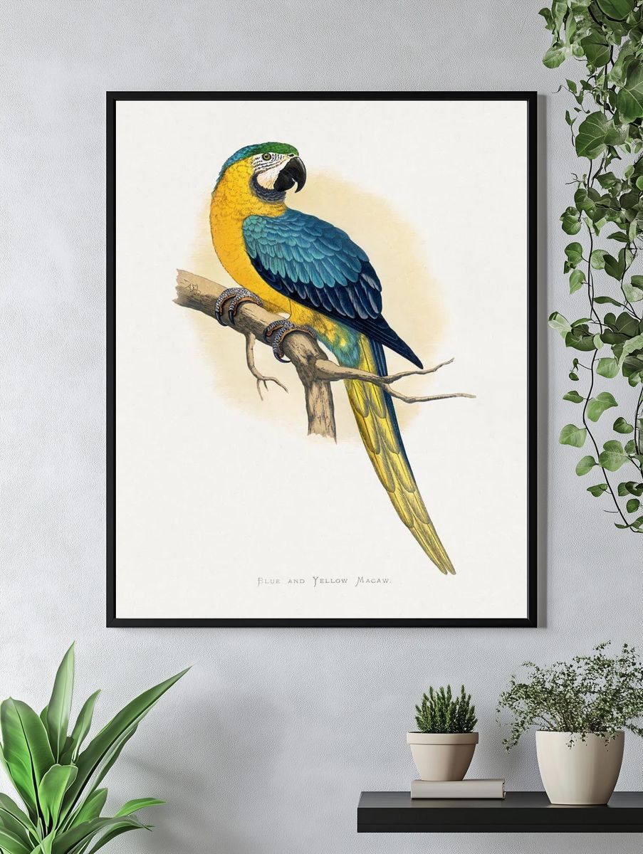 Blue Yellow Macaw by Alexander Francis Lydon — Print. — room view 4