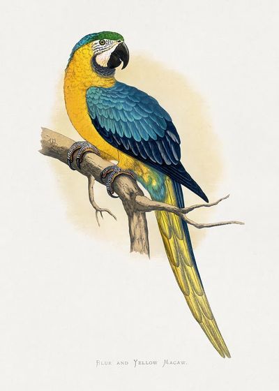 Blue Yellow Macaw by Alexander Francis Lydon — Print. poster print