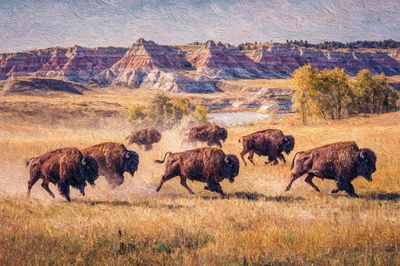 Bison Herd on the Prairie Print. poster print