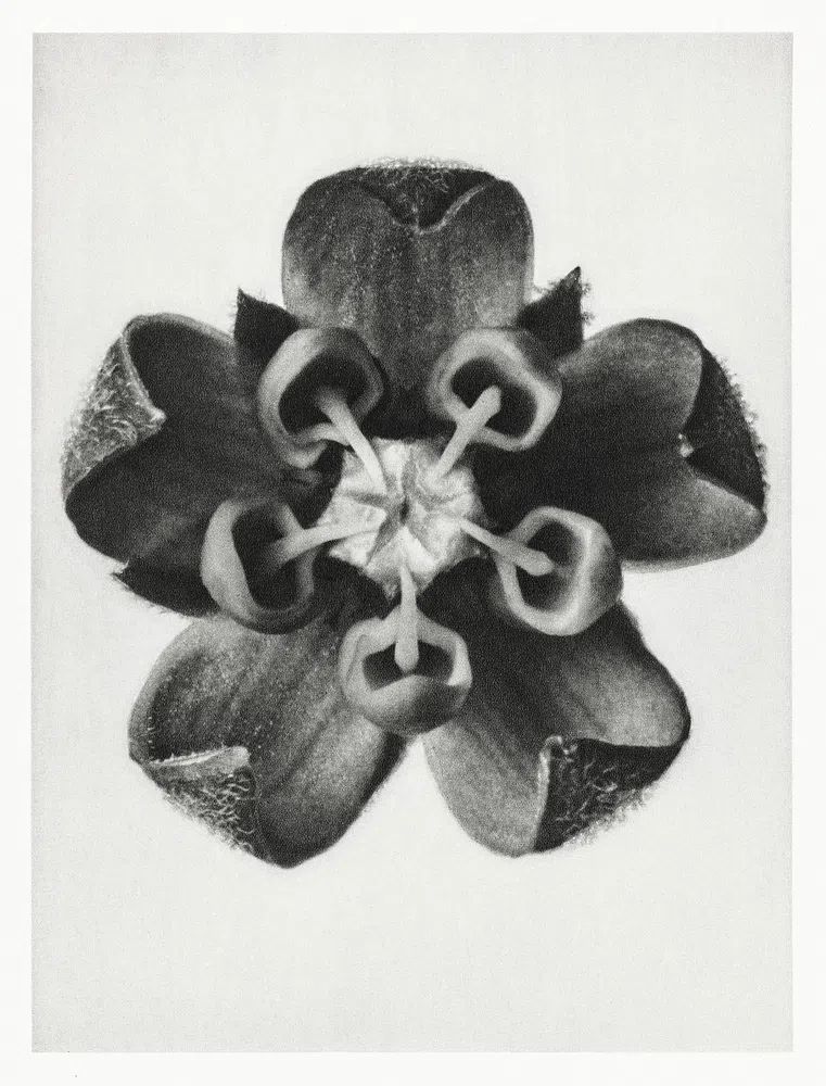 Asclepias Syriaca (Common Milkweed) enlarged. poster — photography art