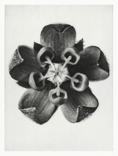 Asclepias Syriaca (Common Milkweed) enlarged. poster print