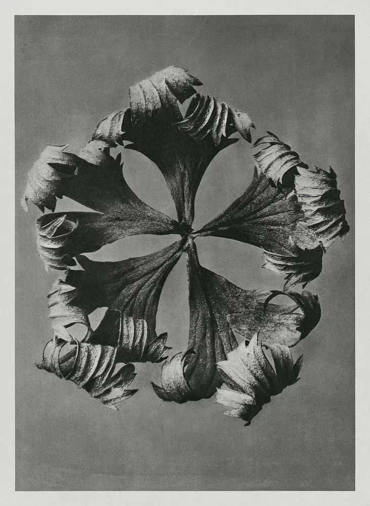 Trollius Europaeus (Globeflower) enlarged 5. poster detail