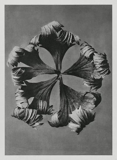 Trollius Europaeus (Globeflower) enlarged 5. poster