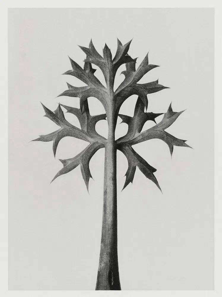 Eryngium Bourgatii (Mediterranean Sea Holly). poster — photography art