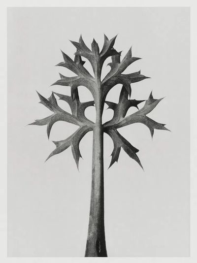 Eryngium Bourgatii (Mediterranean Sea Holly). poster print