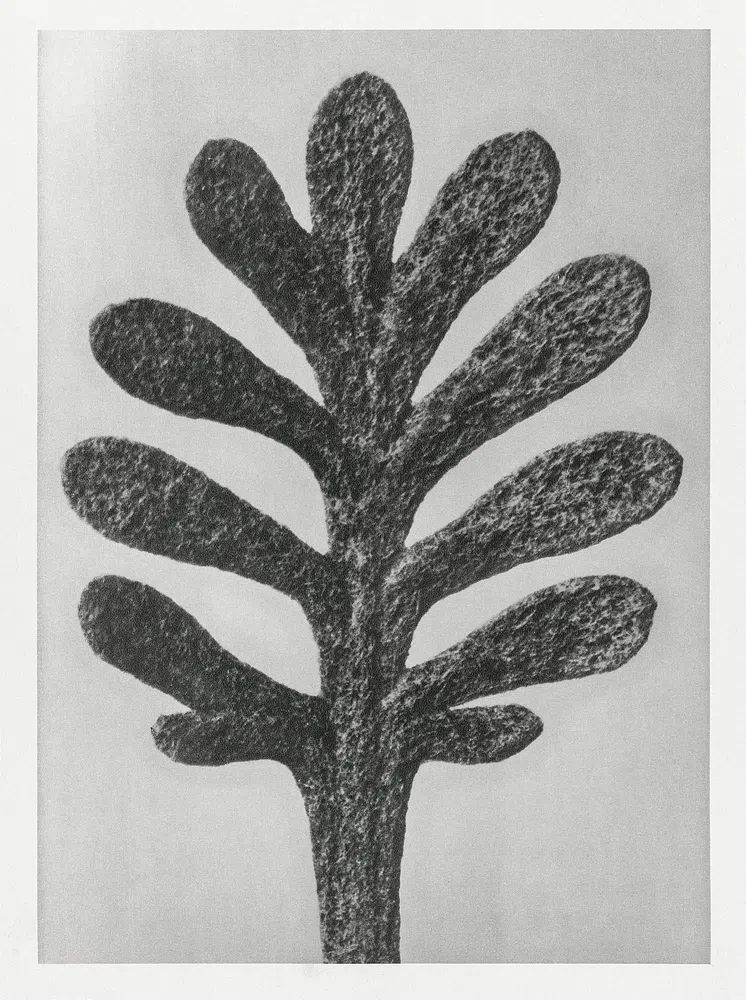 Achillea Umbellata (Yarrow) leaf enlarged. poster detail