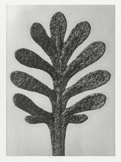 Achillea Umbellata (Yarrow) leaf enlarged. poster print
