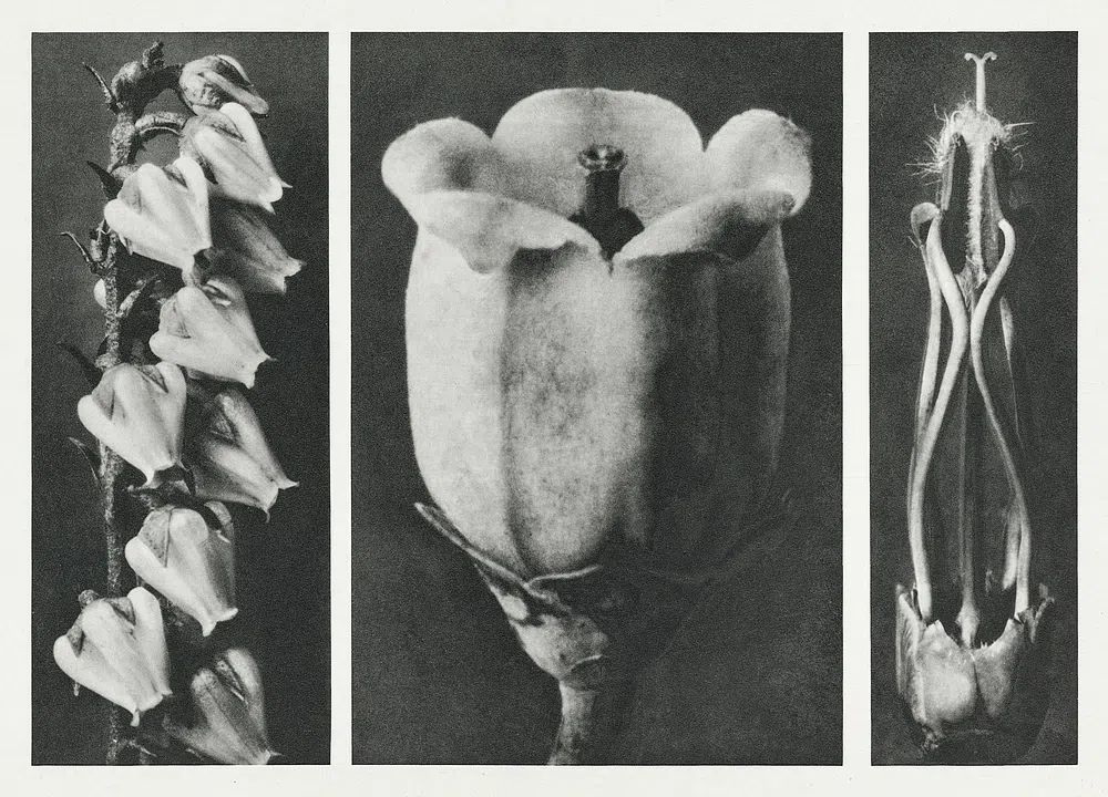 Andromeda Floribunda (Pieris Floribunda) enlarged. poster — photography art