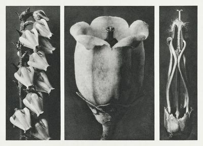 Andromeda Floribunda (Pieris Floribunda) enlarged. poster