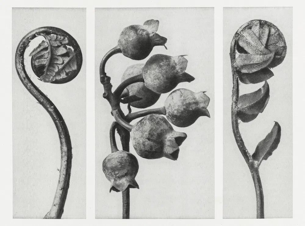 Polypodiaceae Aspidieae (Polypody) rolled–up frond. poster detail