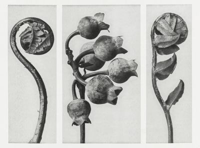 Polypodiaceae Aspidieae (Polypody) rolled–up frond. poster