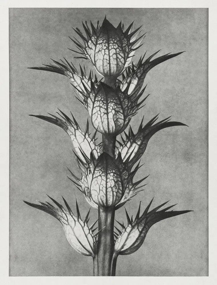 Acanthus mollis (bear's breeches) enlarged. poster — photography art