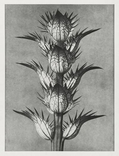 Acanthus mollis (bear's breeches) enlarged. poster