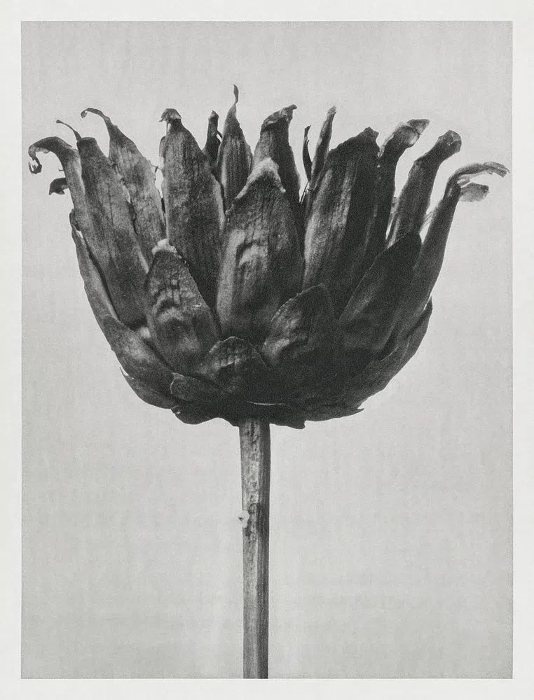 Centaurea Ruthenica (Star Thristle) enlarged. poster detail