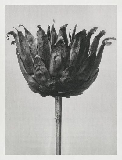 Centaurea Ruthenica (Star Thristle) enlarged. poster