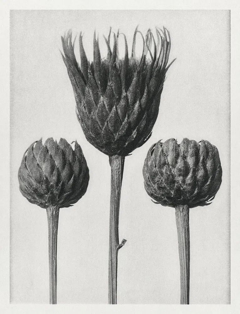 Serratula Nudicaulis (Bare–Stemmed Common Saw–Wort). poster detail