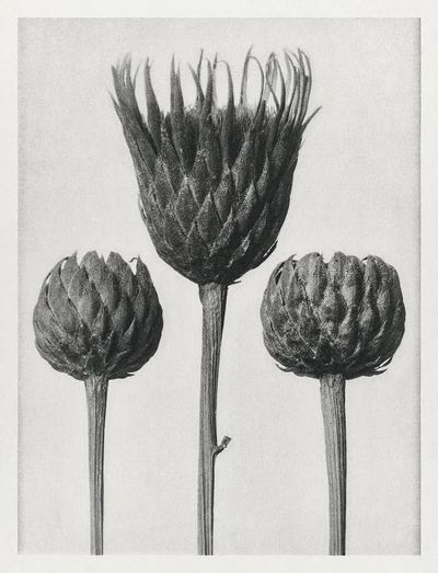 Serratula Nudicaulis (Bare–Stemmed Common Saw–Wort). poster print