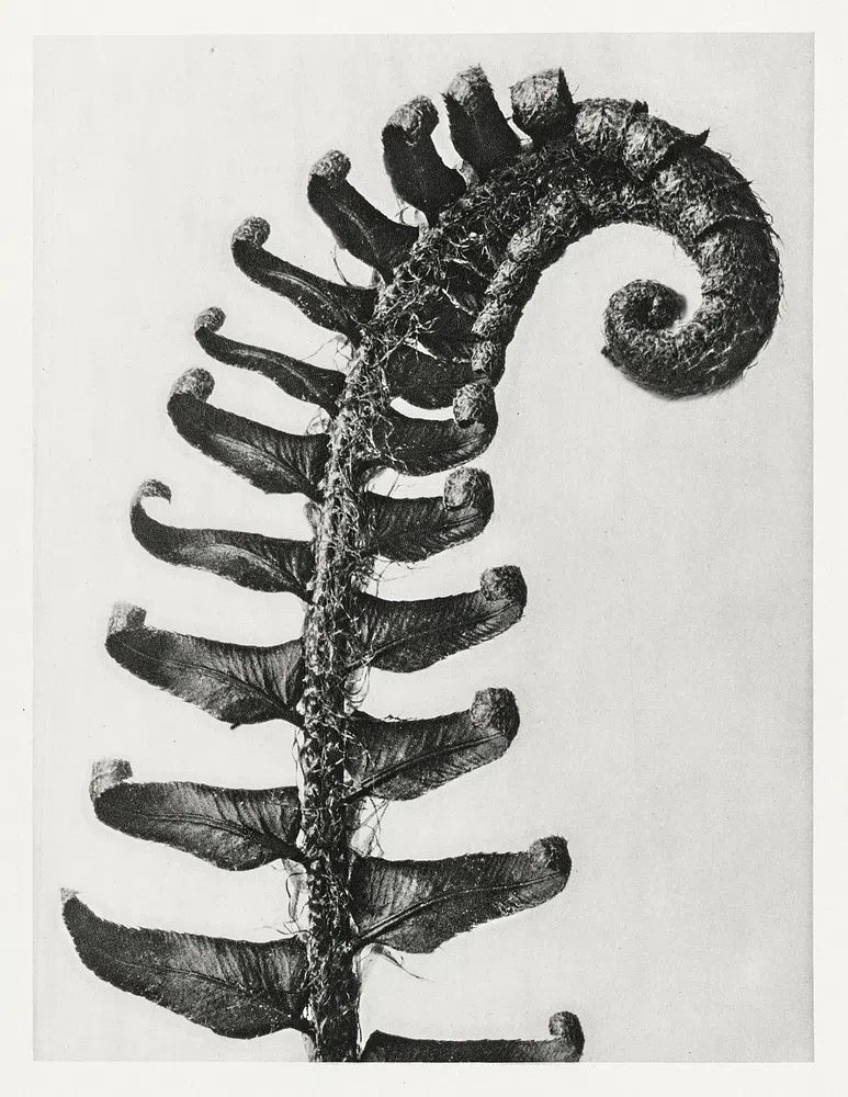Polystichum Munitum (Prickly Shield–Fern) Leaf. poster detail