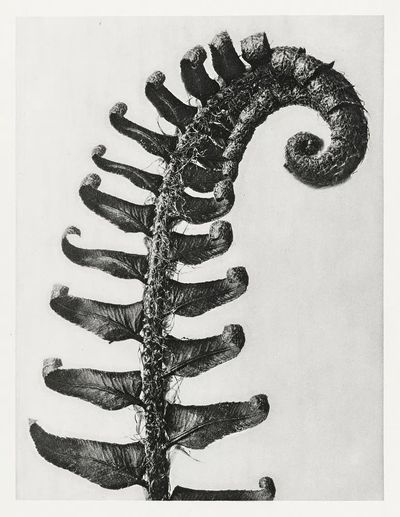 Polystichum Munitum (Prickly Shield–Fern) Leaf. poster