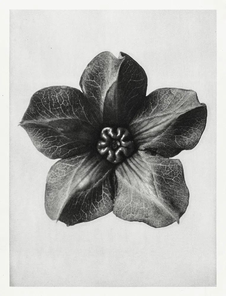 Cobea scandens (Mexican Ivy) calyx. poster — photography art