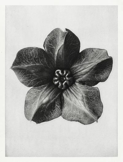 Cobea scandens (Mexican Ivy) calyx. poster