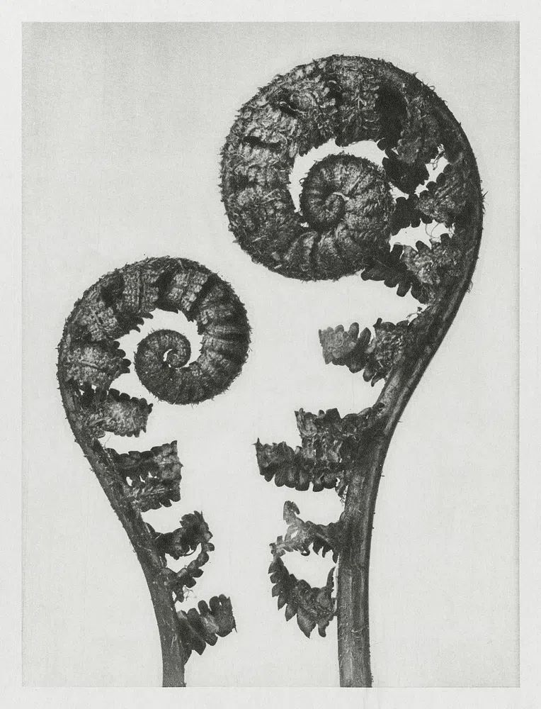 Aspidium Filix Mas. poster detail