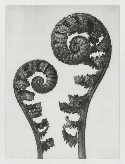 Aspidium Filix Mas. poster