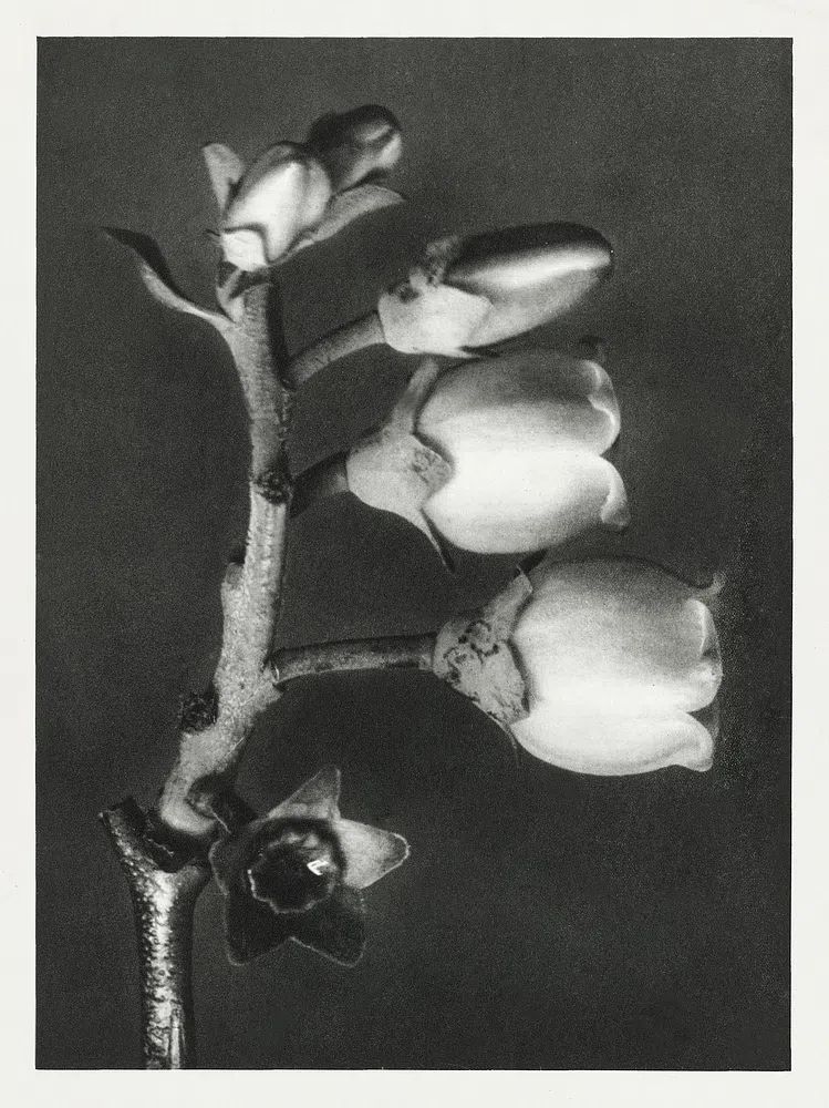 Vaccinium Corymbosum (Blueberry) enlarged 10. poster detail