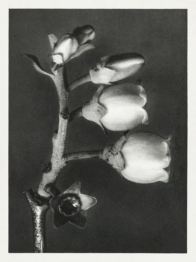 Vaccinium Corymbosum (Blueberry) enlarged 10. poster