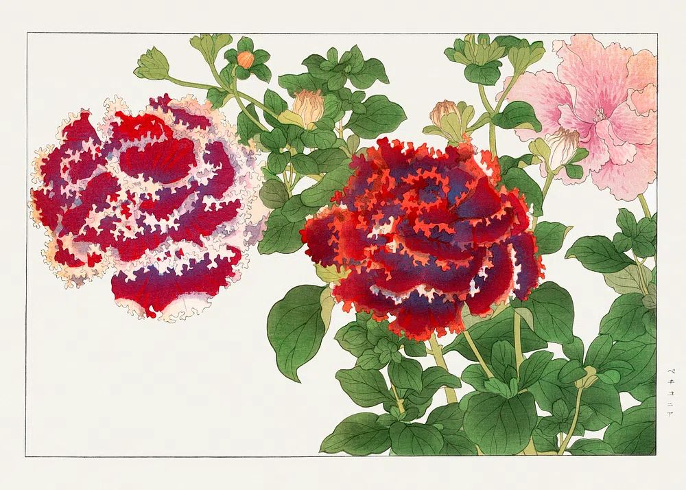Peony Botanical Illustration Poster. poster — botanical art
