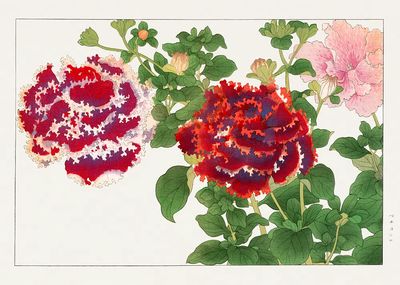 Peony Botanical Illustration Poster. poster print