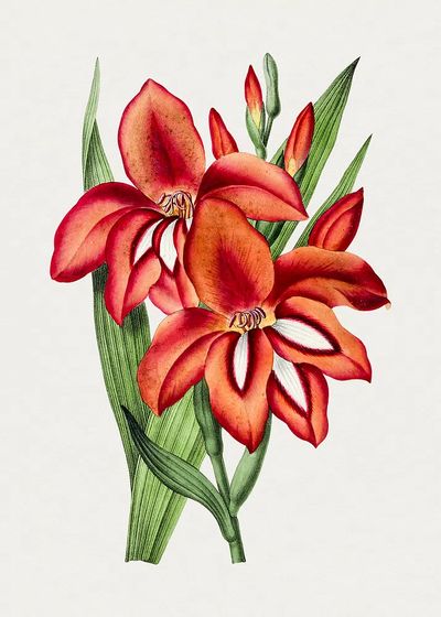 Vibrant Orchid Botanical Print. poster