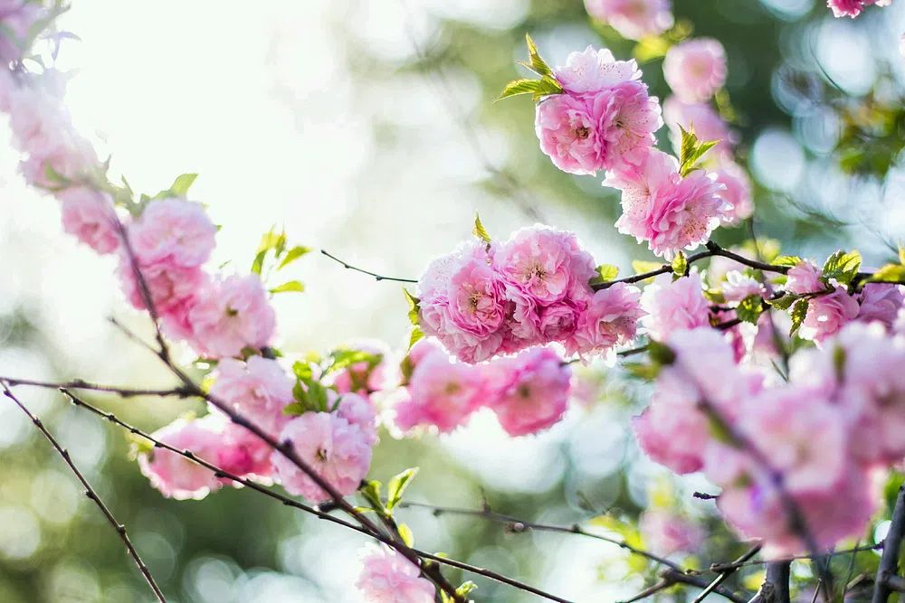 Pink Cherry Blossoms Photography Poster. poster detail