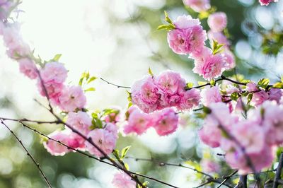 Pink Cherry Blossoms Photography Poster