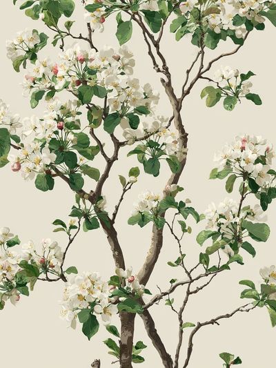 Apple Blossom Tree Botanical Print. poster