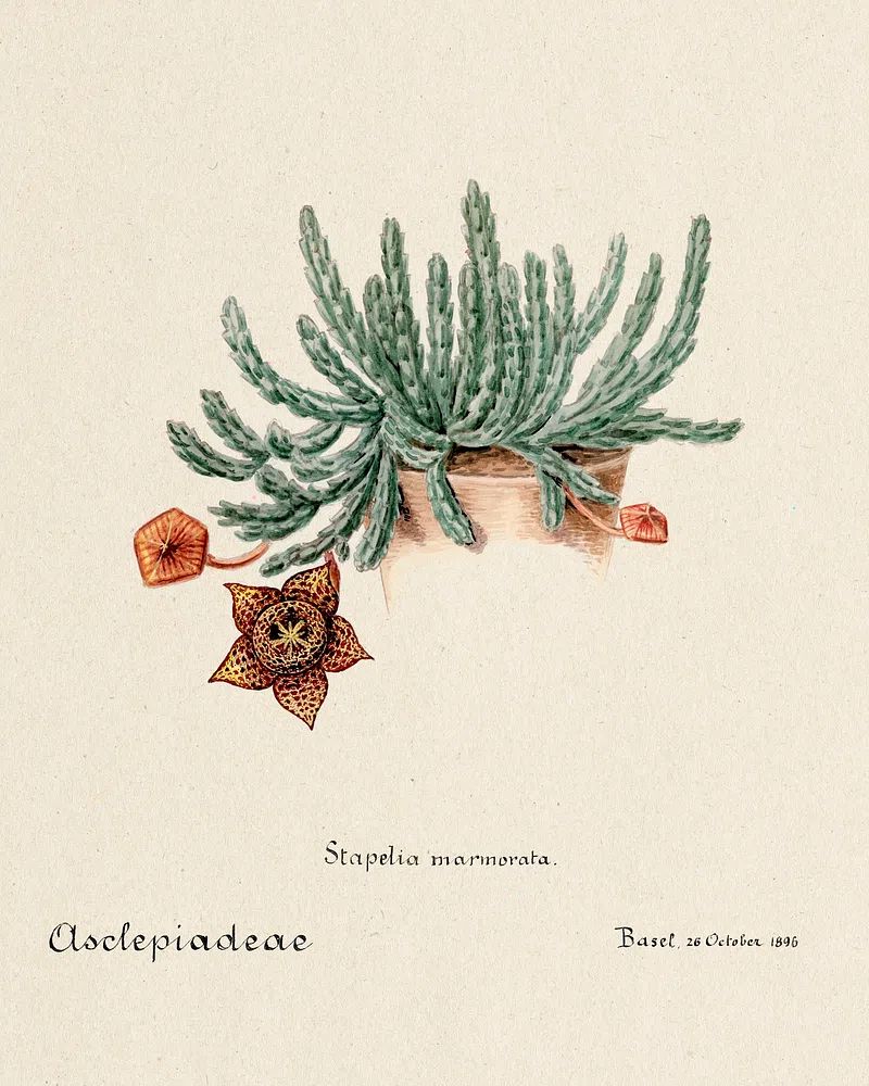 Stapelia marmorata Botanical Vintage Print. poster — botanical art