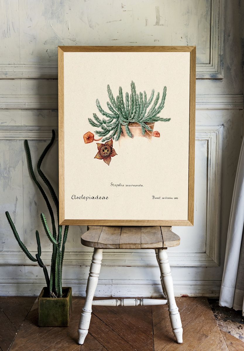 Stapelia marmorata Botanical Vintage Print room preview