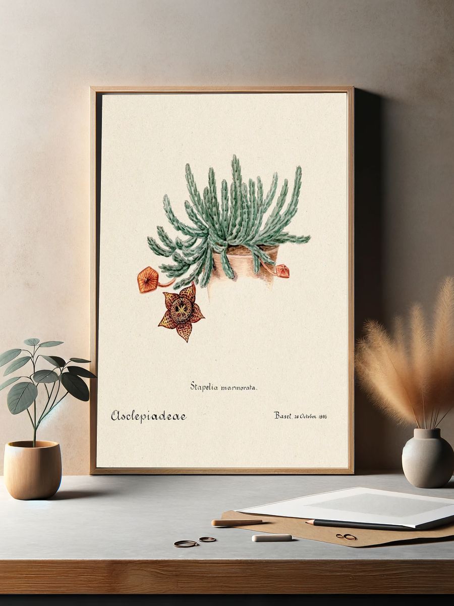 Stapelia marmorata Botanical Vintage Print. — room view 2