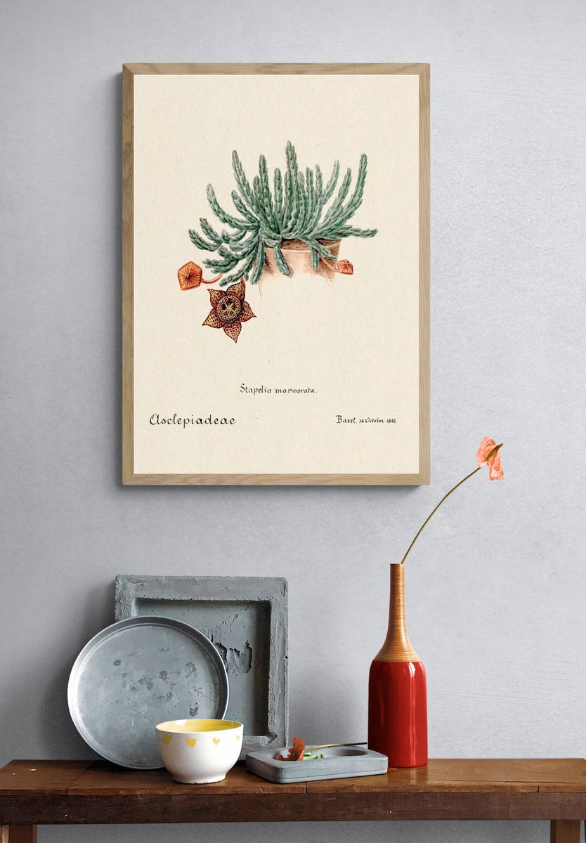 Stapelia marmorata Botanical Vintage Print. — room view 3