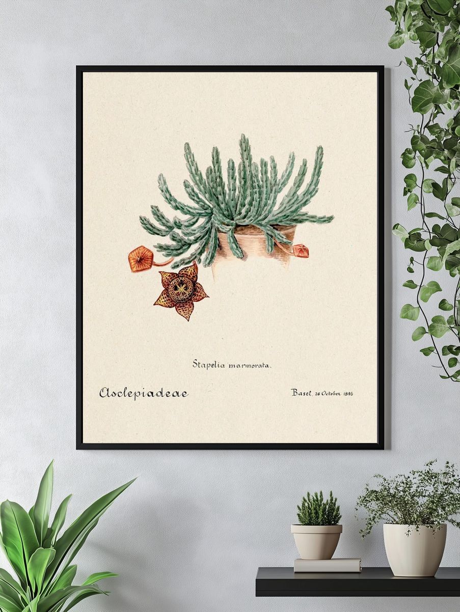 Stapelia marmorata Botanical Vintage Print. — room view 4