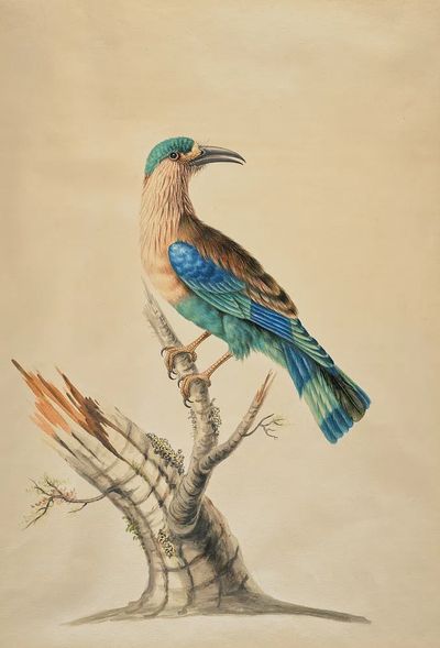 Blue-Tailed Bird Botanical Print. poster print