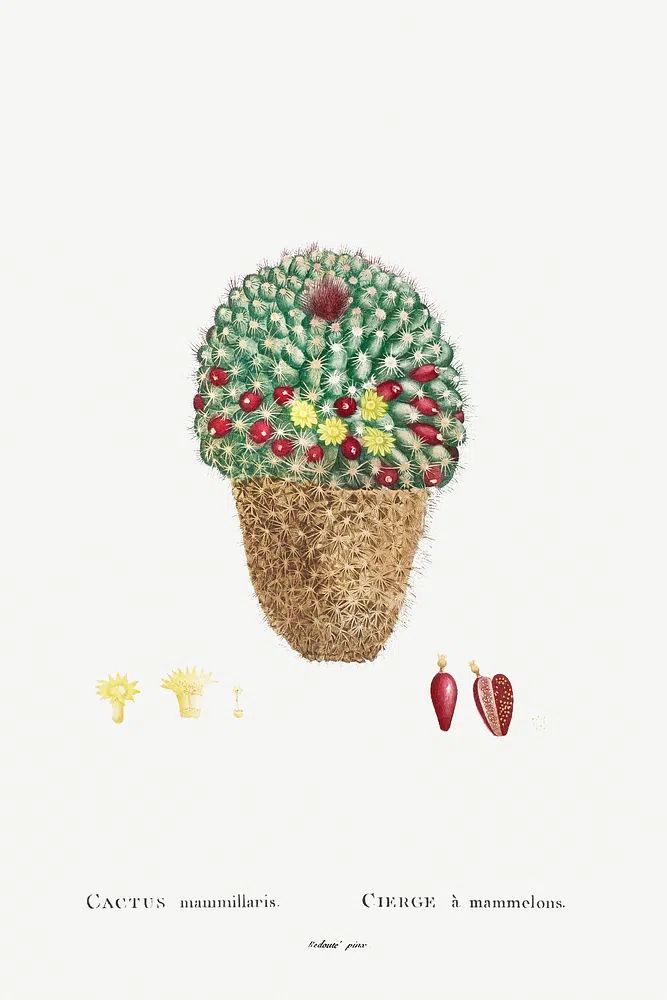 Cactus Mammillaris Botanical Print. poster — botanical art