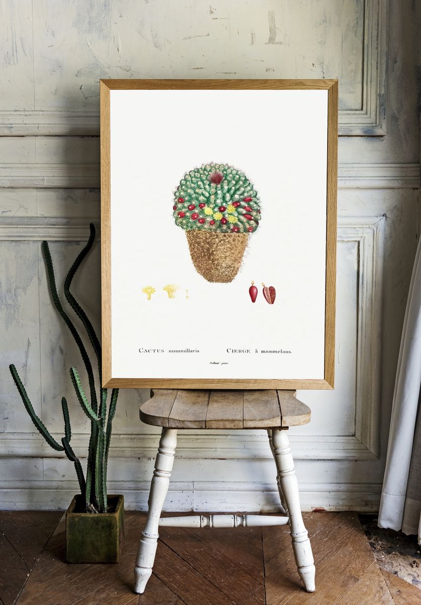 Cactus Mammillaris Botanical Print. — room view 1